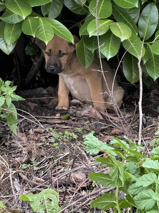Cãeszinhos para dar