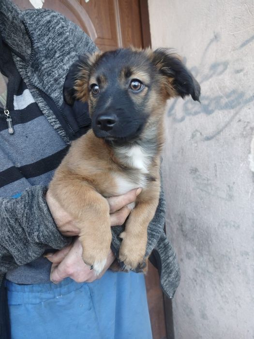 Czoko poleca się do adopcji