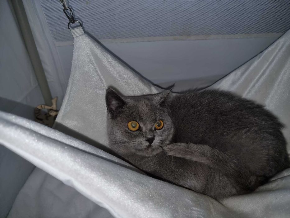 Шотландская девочка  scotich strait