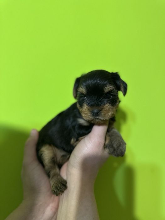 Йорк стандарт від елітних батьків