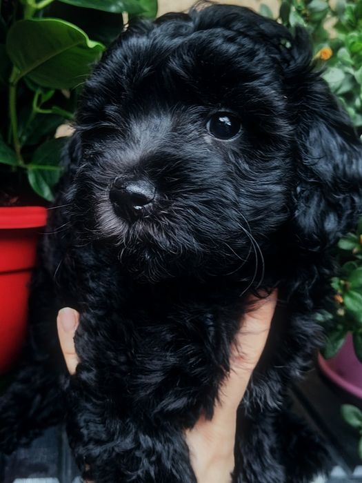 Czarna suczką Maltipoo