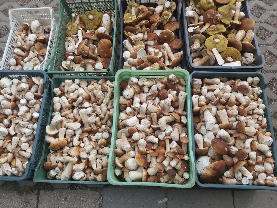 Suszony borowik szlachetny i podgrzybek