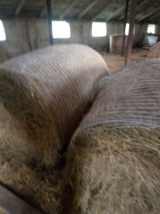Сено в рулонах   .