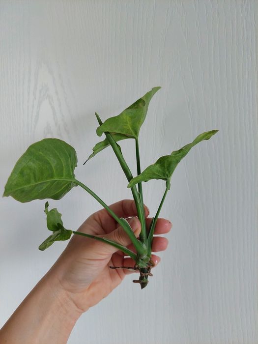 Syngonium confetti
