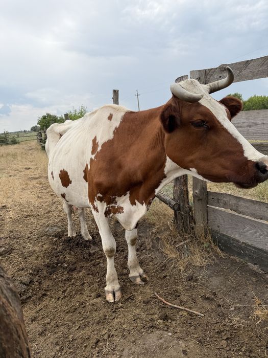 Продам коров, голштын и украинская степовая
