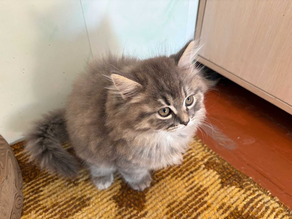 Котшенятко (Отличной окраски)