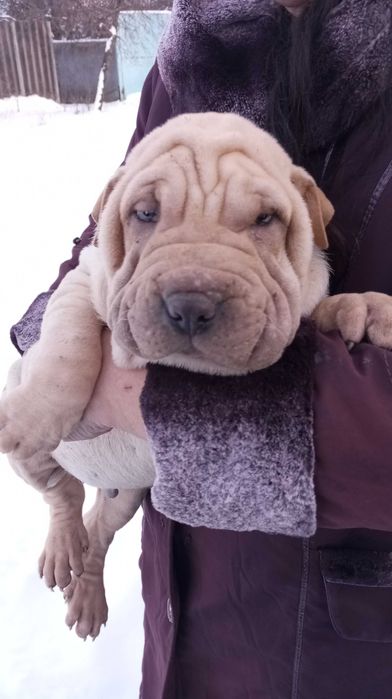 Продам цуценя шарпея хлопчик