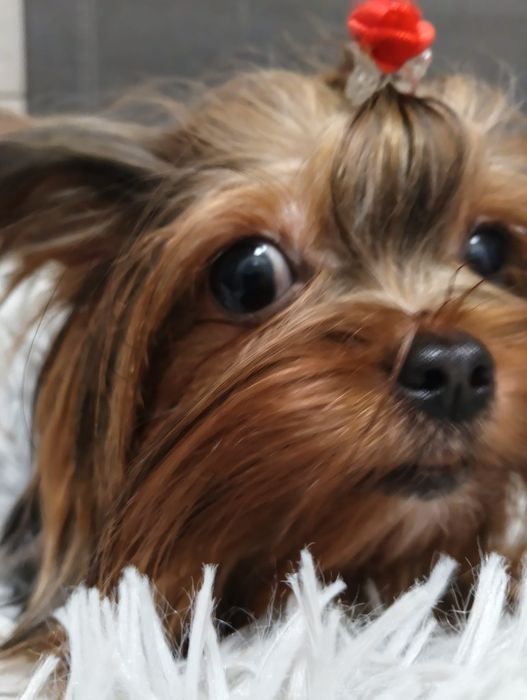 SPRZEDAM szczeniaczka suczka