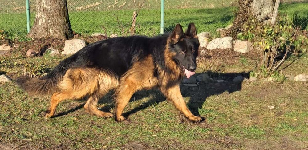 Owczarek Niemiecki Długowłosy - pies