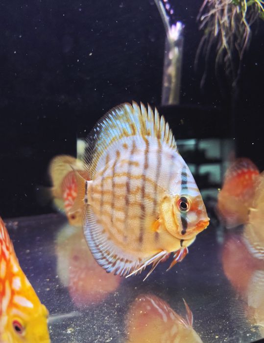 Paletka dyskowiec blue turquis