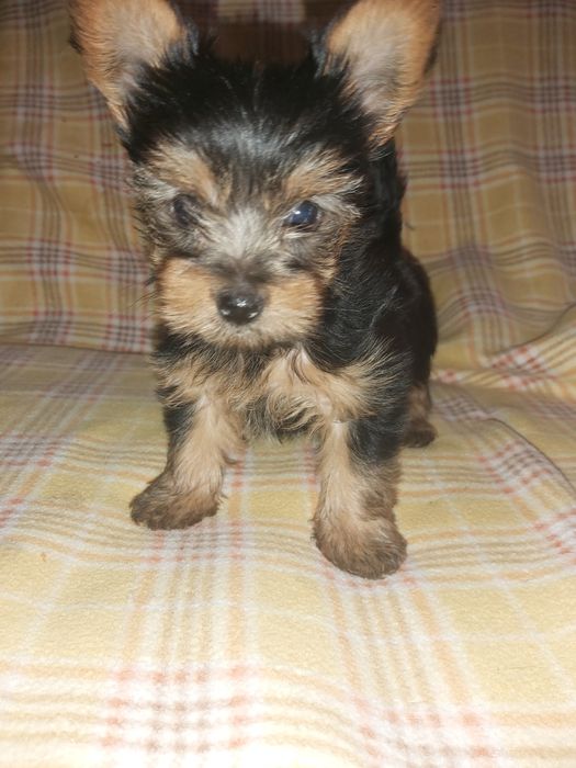 Yorkshire terrier miniatura