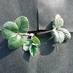 Agrowłóknina,Włóknina P-50 czarna 1,1m x 500m