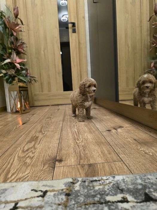 Maltipoo cudny piesio jak owieczka