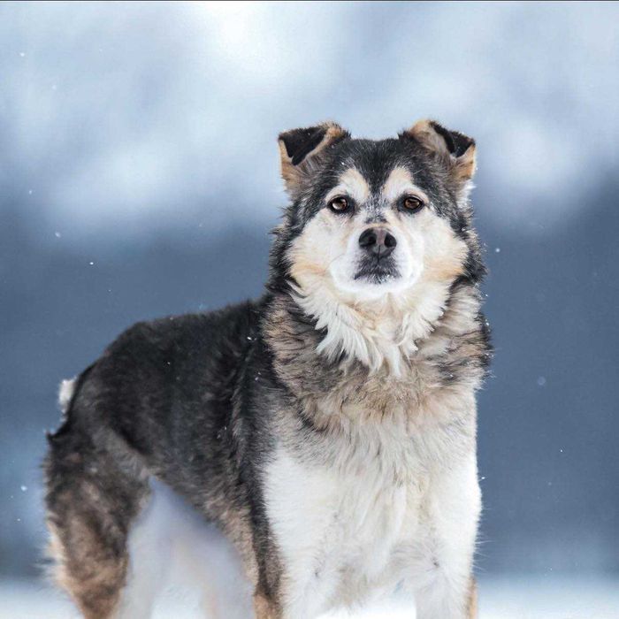 Łagodny Kordian - podaruj mu dom!