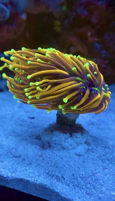 Морские кораллы