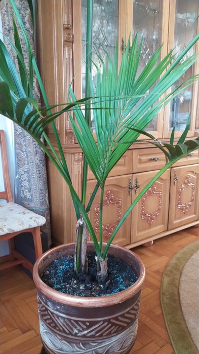 Кімнатна пальма. Вазон десь на 20 л землі.