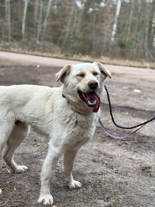 Młoda, kochająca kobiety suczka w typie labradora