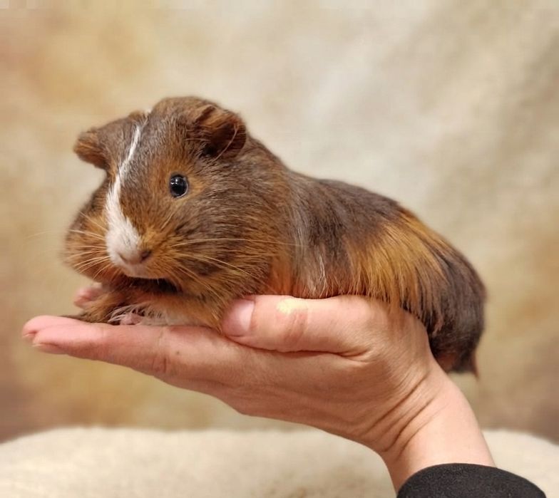 Świnka morska "Gucio" Sklep Zoologiczny" Zwierzaki" Kielce