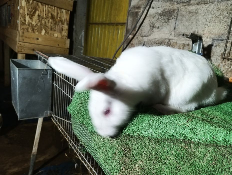 Coelhos Nova Zelândia