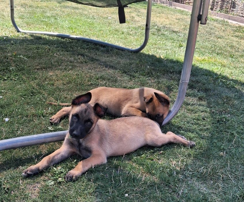 Owczarek belgijski Malinois