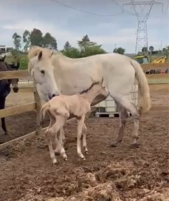 Égua Puro Sangue Lusitano – Excelente Reprodutora