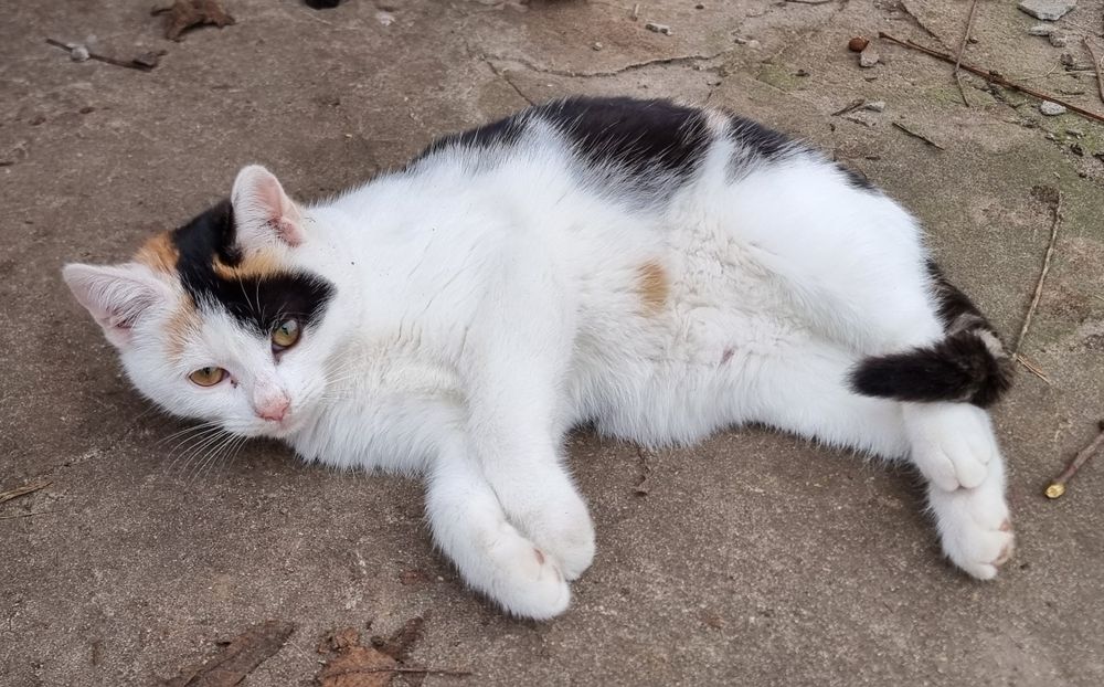 Mała Mimi szuka domu