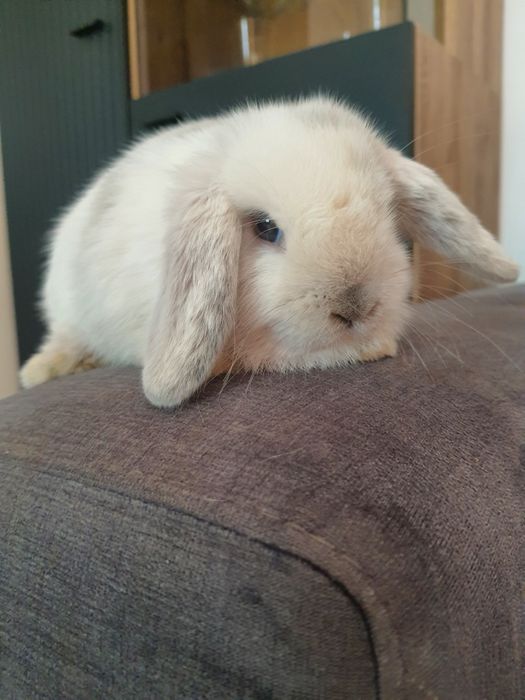 Króliki baranek miniaturka  mini lop , Cena CAŁKOWITA.