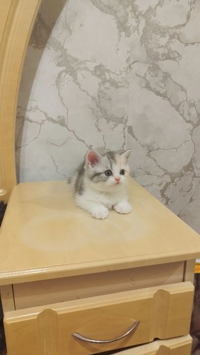 Шотландська прямовуха.