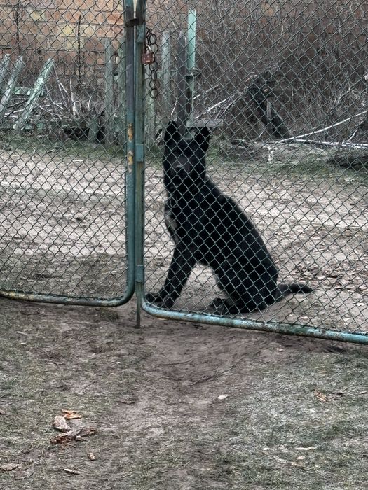 Шукаємо родину для хлопчика