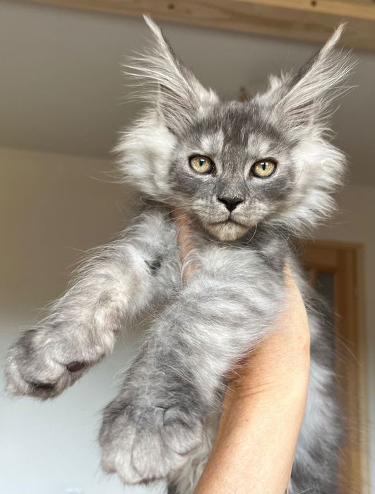 REZERWACJA Magiczny, ekskluzywny kocurek Maine Coon CZARNY DYMNY
