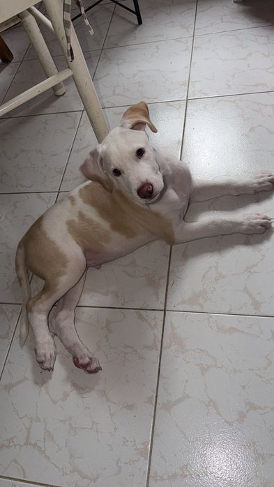 Cão para adoção