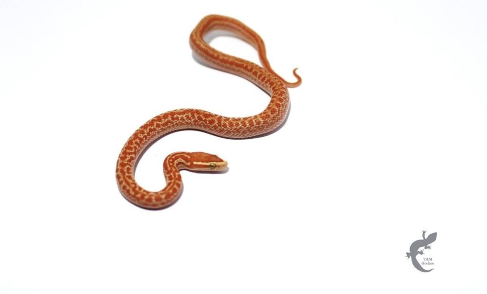 Wąż mahoniowy Boaedon capensis