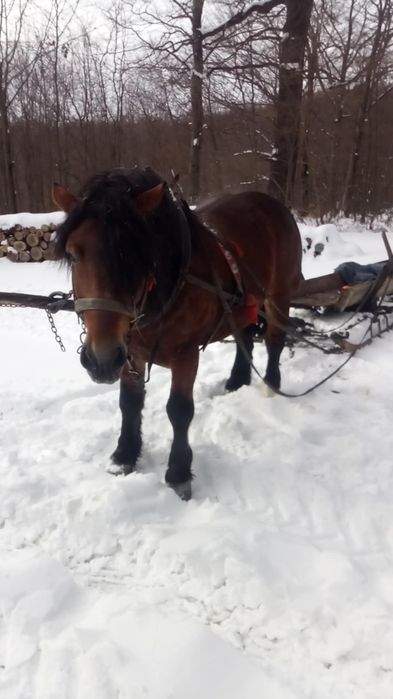 Sprzedam konia ogiera