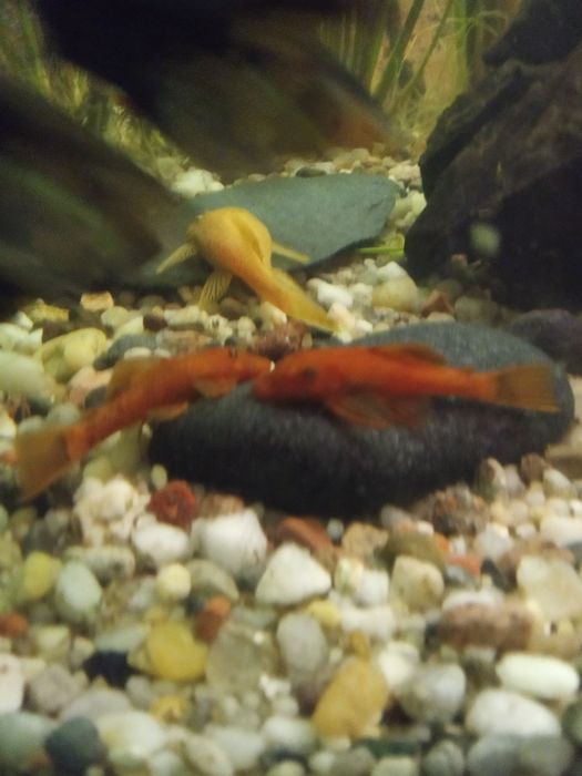 Glonojad zbrojnik  Super Red