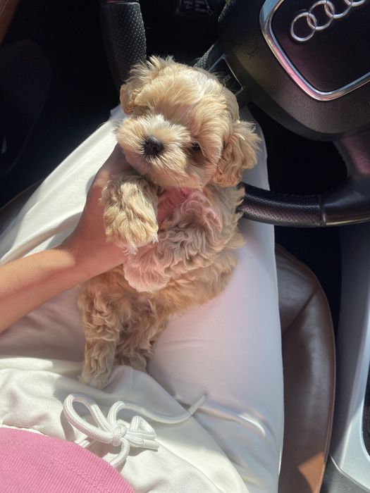 Шикарні цуцики мальтипу