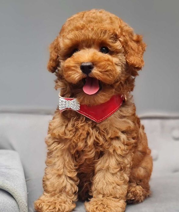 Pudel toy piesek płowy