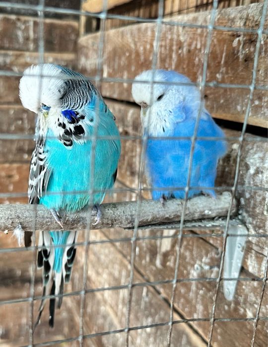 Periquitos e Rolas Diamantes