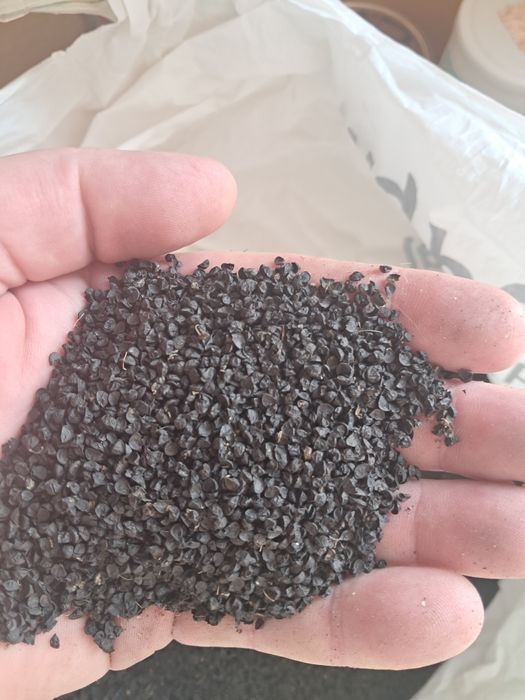 Продам насіння чорнушки