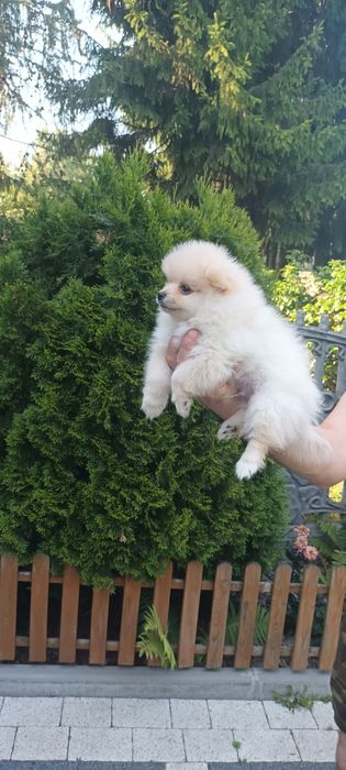 Szpic Pomeranian