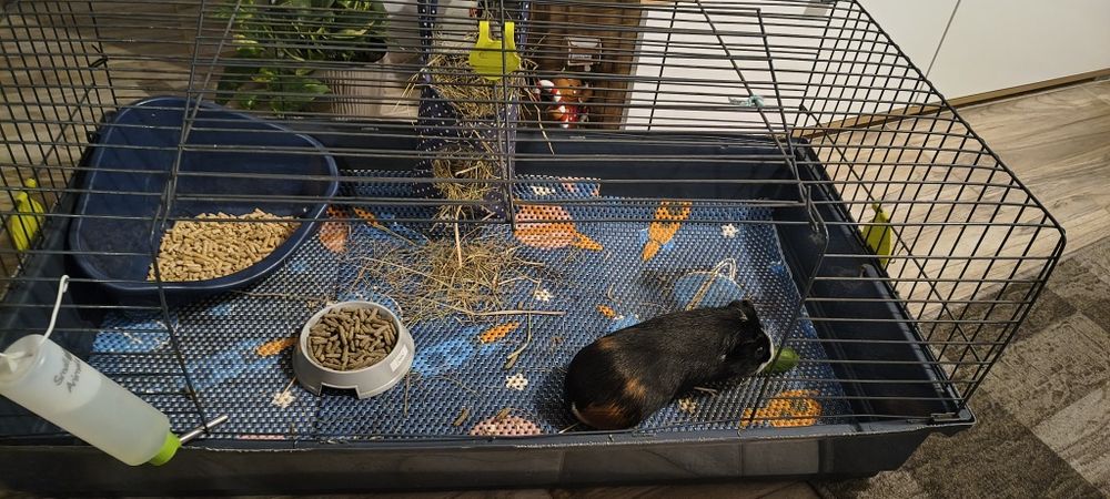 Oddam świnkę morską z klatką