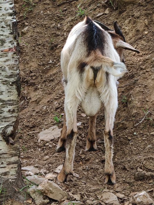 Vendo 1 cabrito nascido na primeira semana de janeiro
