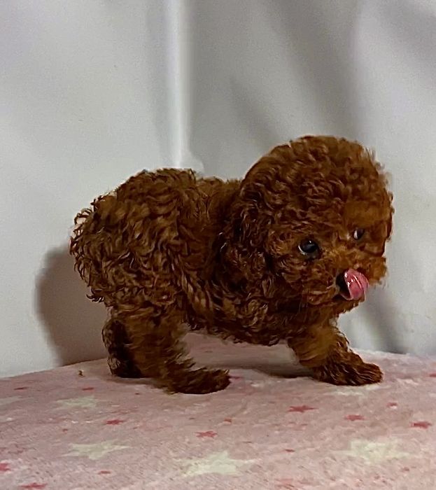 Кукляшные мини детки мальтипу / той пудель беби фейс Китай