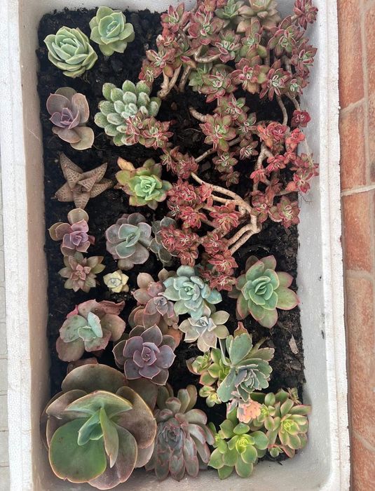 Suculentas Caixinhas “aprendiz”  Caixas com 20 suculentas de diversas variedades. (Sortidas)  20 suculentas 20€ ( sai 1€ cada)