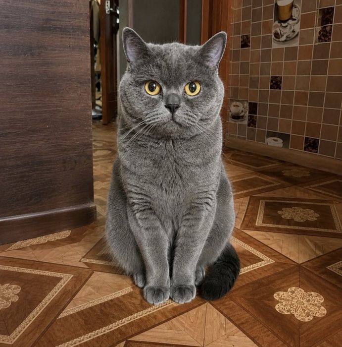 Шотланський прямовухий хлопчик !