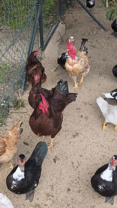 Ovos de galinha para chocadeira