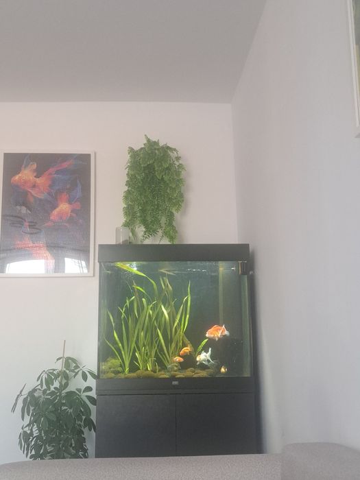 Akwarium juwel 200l zestaw