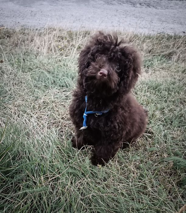 Мальчик шоколад той пудель