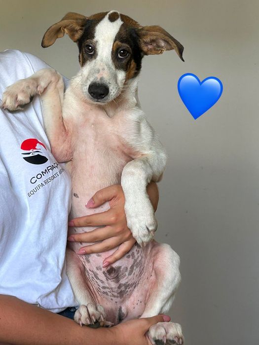 Cães bebés para adoção responsável