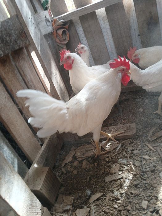 Galo de legorne branco