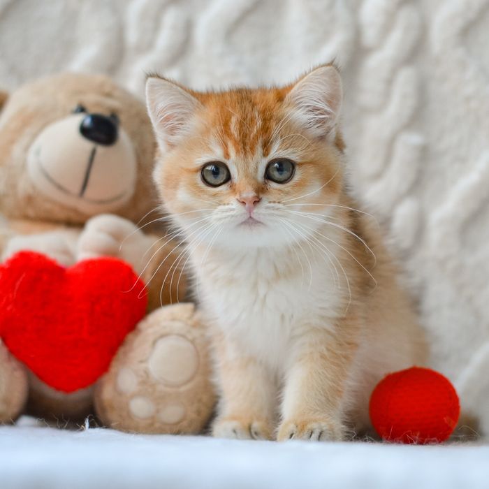 Британська золота кішечка